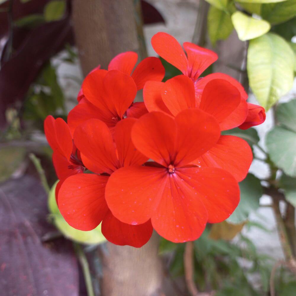 Vibrant zonal geranium-Flower Names Starting With Z