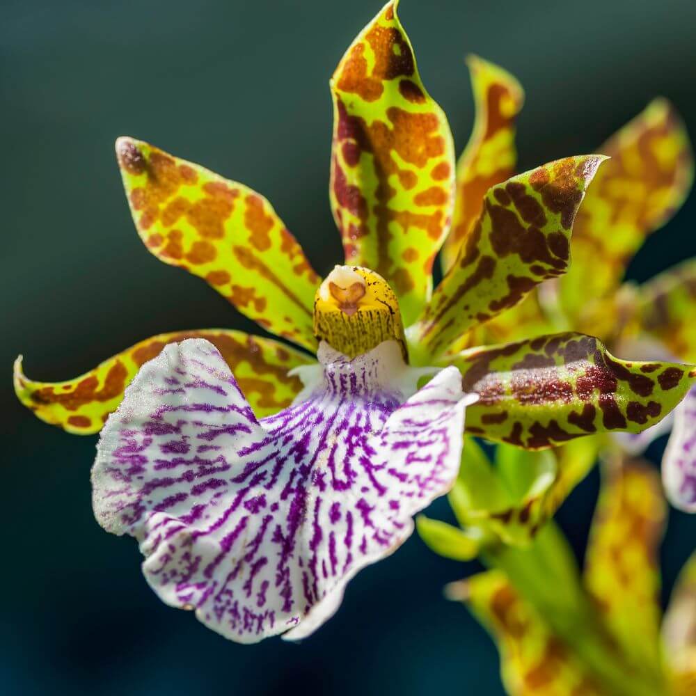 Fragrant patterned zygopetalum orchid flower
