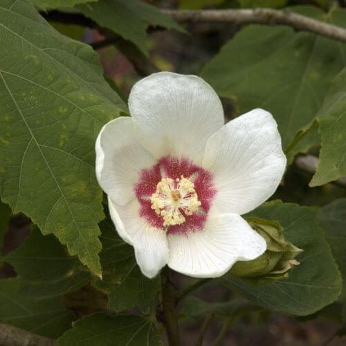 National Flower of Haiti Close-up