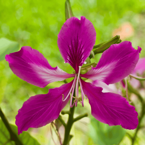 National Flower of Hong Kong Close-up