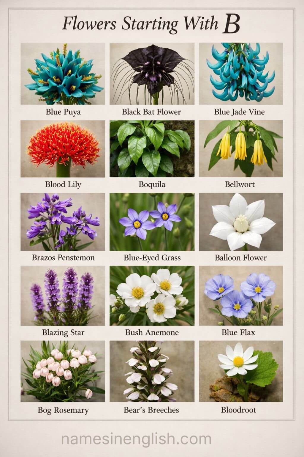 Flowers Starting With B