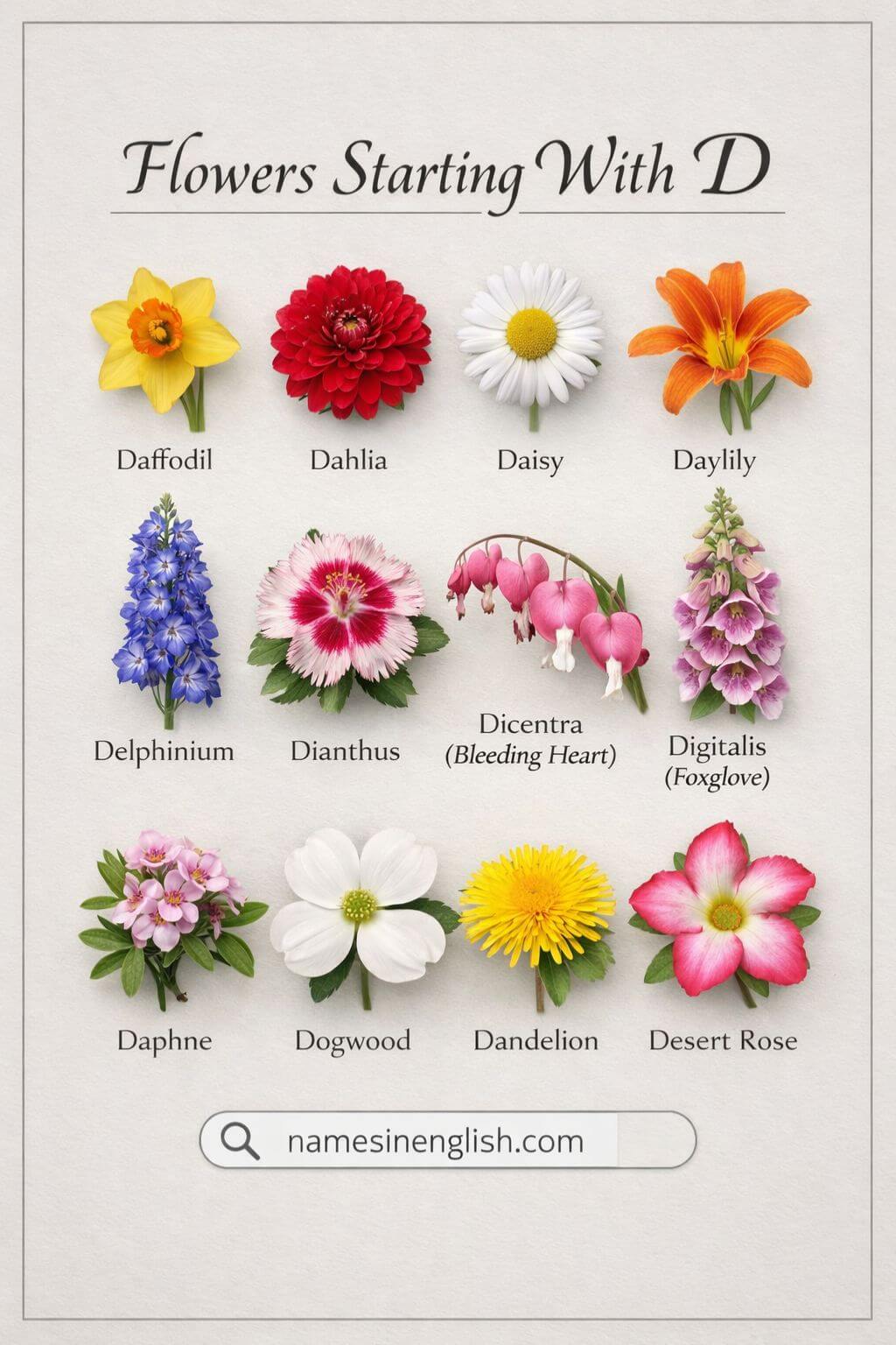 Popular Flowers That Start With D You Should Know