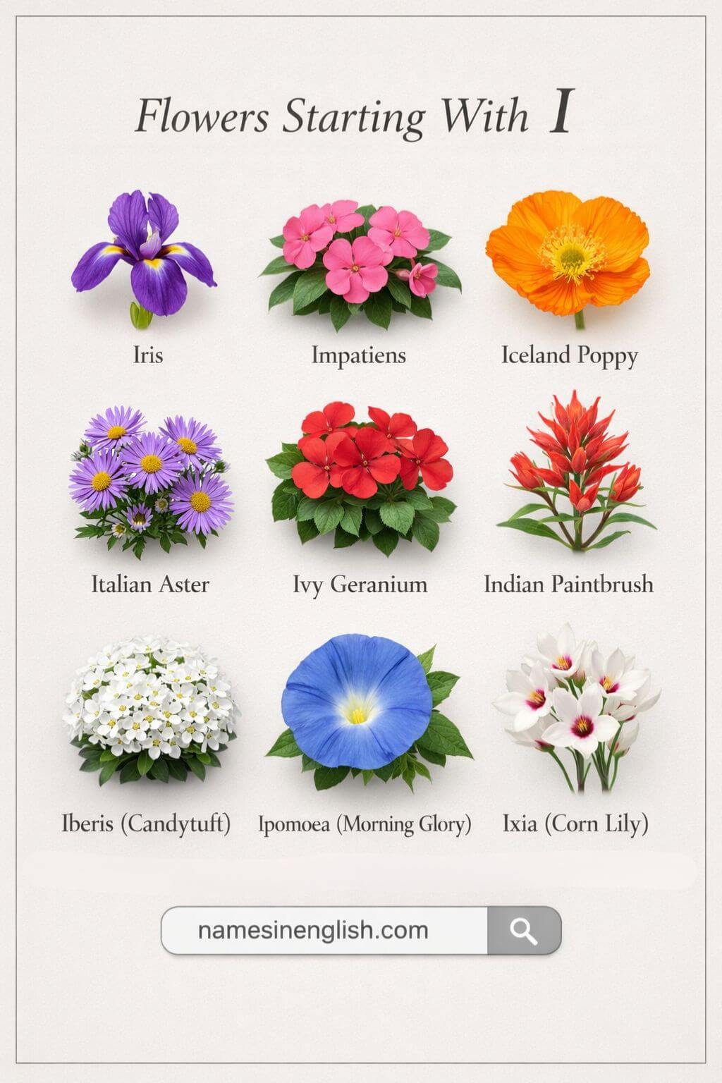 Flowers That Start With I