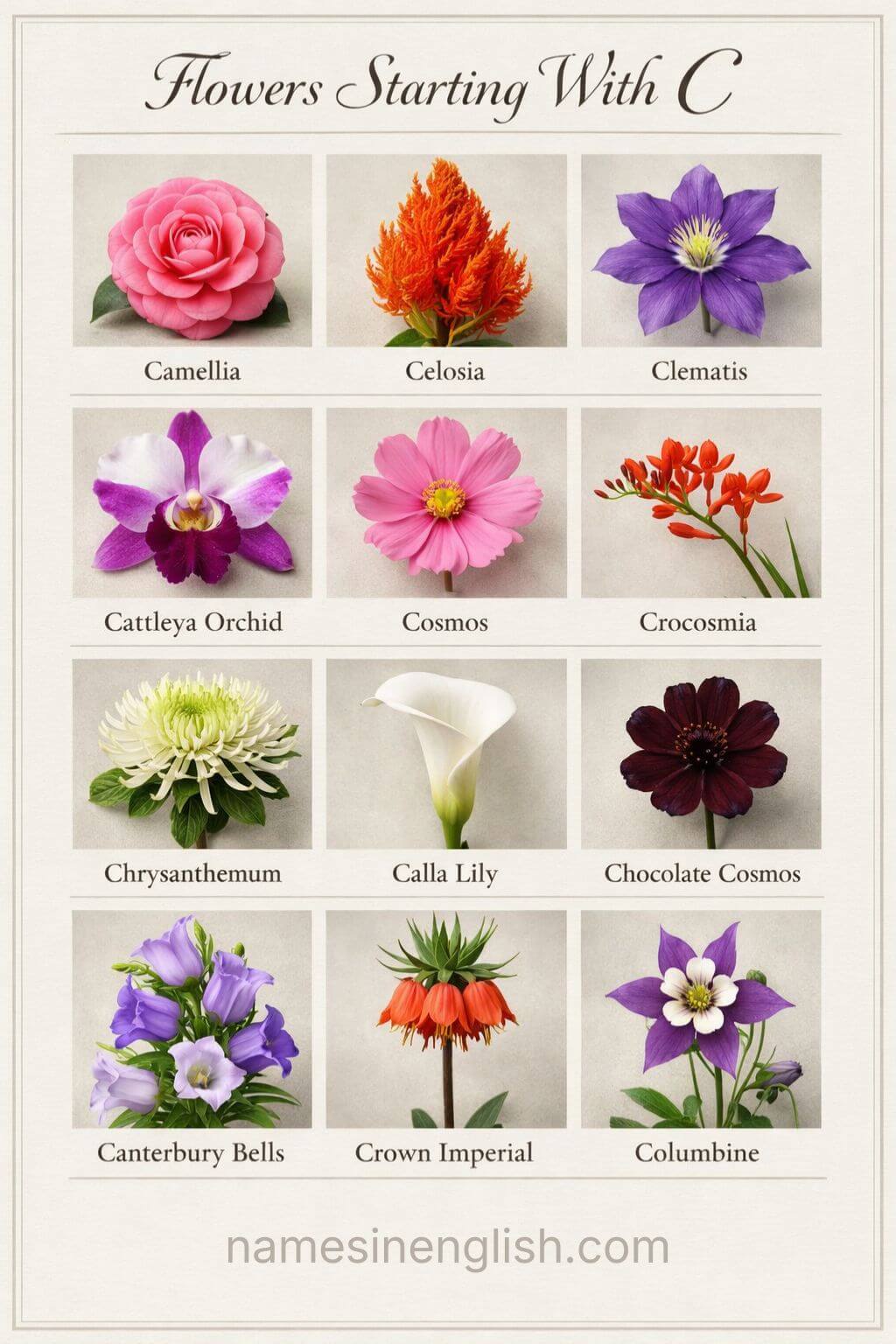 Flowers that start with c