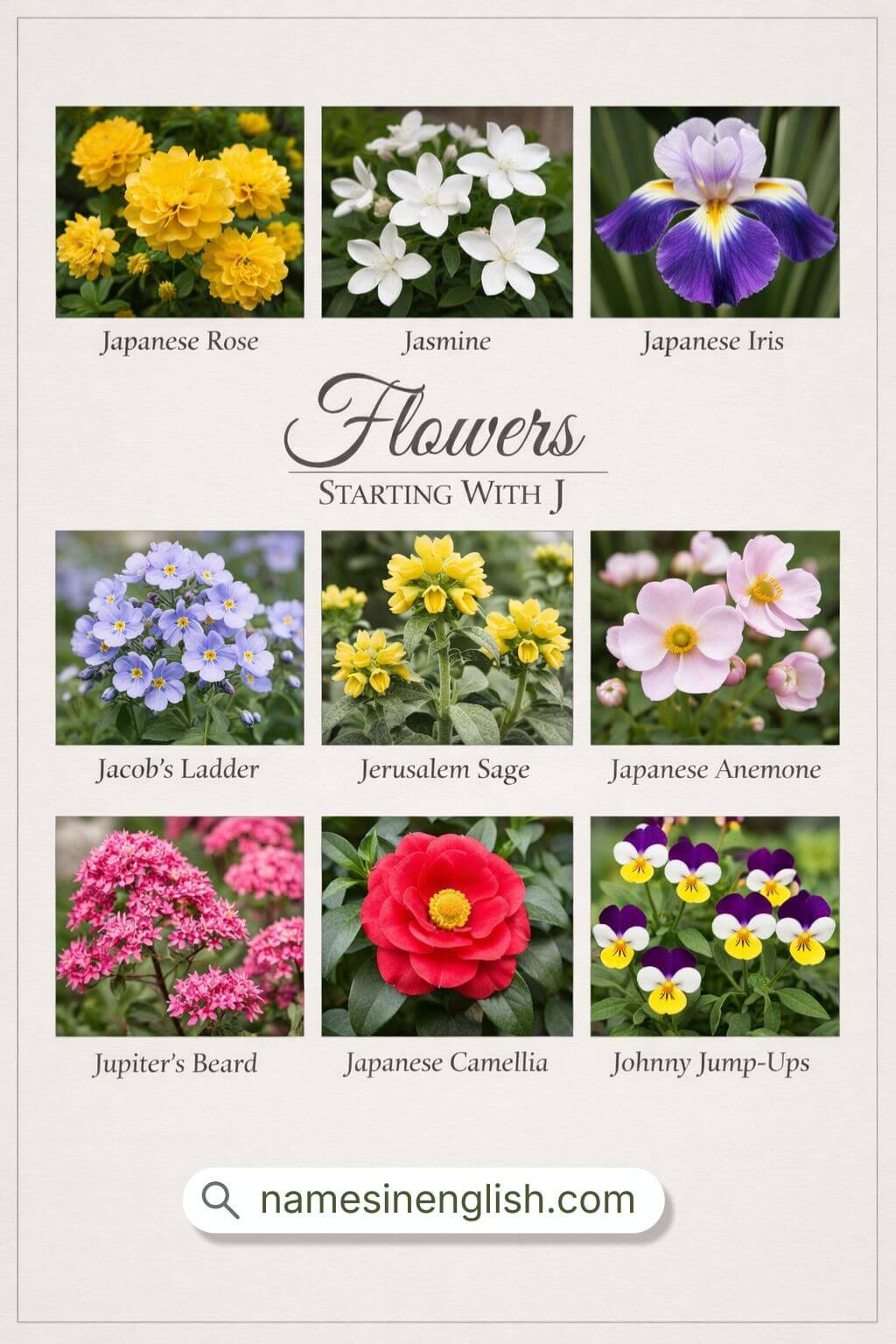 Flowers That Start With J