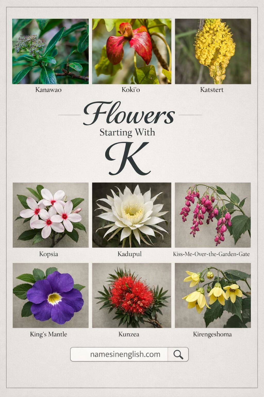 Flowers That Start With K