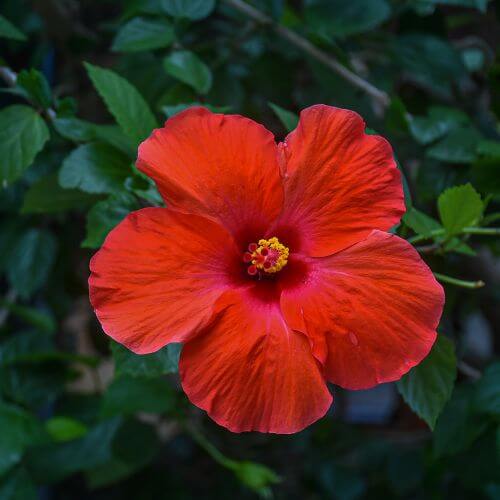 National Flower of Haiti