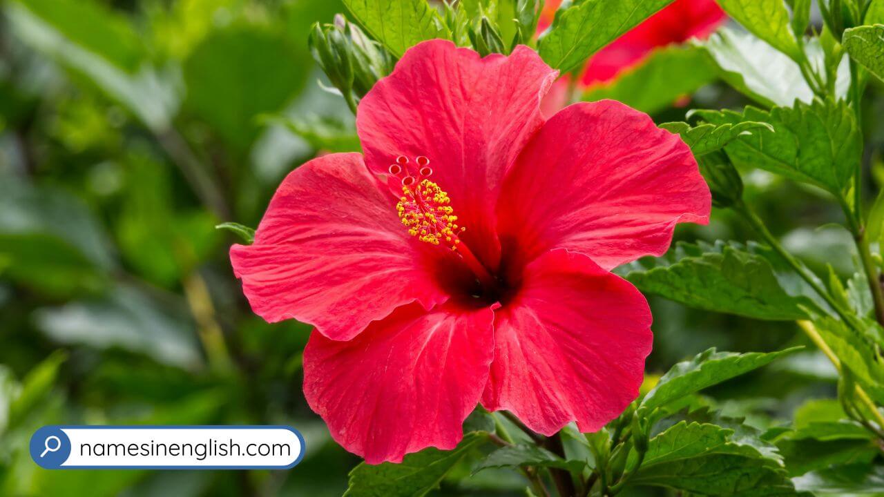 Close-up of Hibiscus Flower-National Flower of Haiti