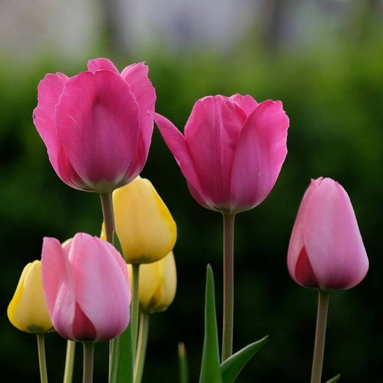National flower of Afghanistan-Tulip