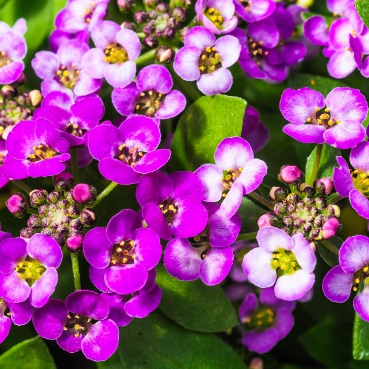 Alyssum flowers with tiny blooms and sweet scent