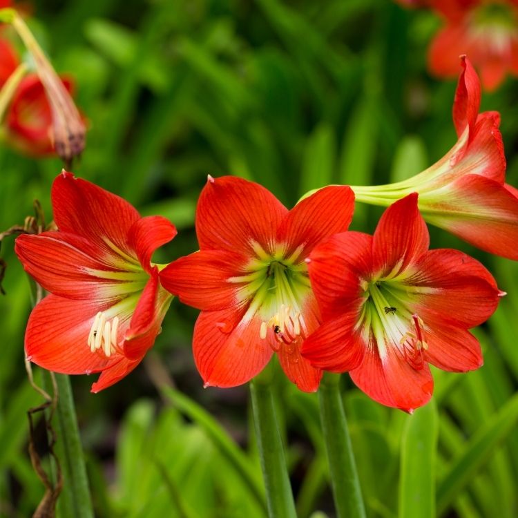 Amaryllis flower with large indoor trumpet blooms
