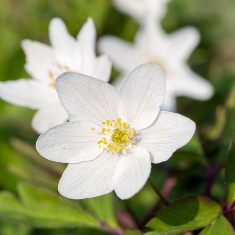 Anemone flower with open center and simple petals