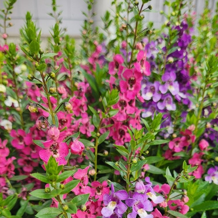 Angelonia plant with upright summer flower spikes