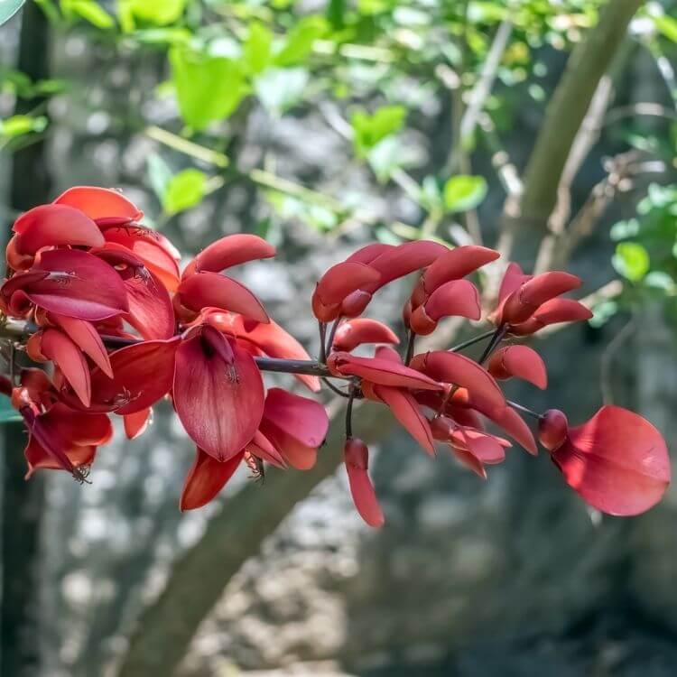 National Flower of Argentina-Ceibo