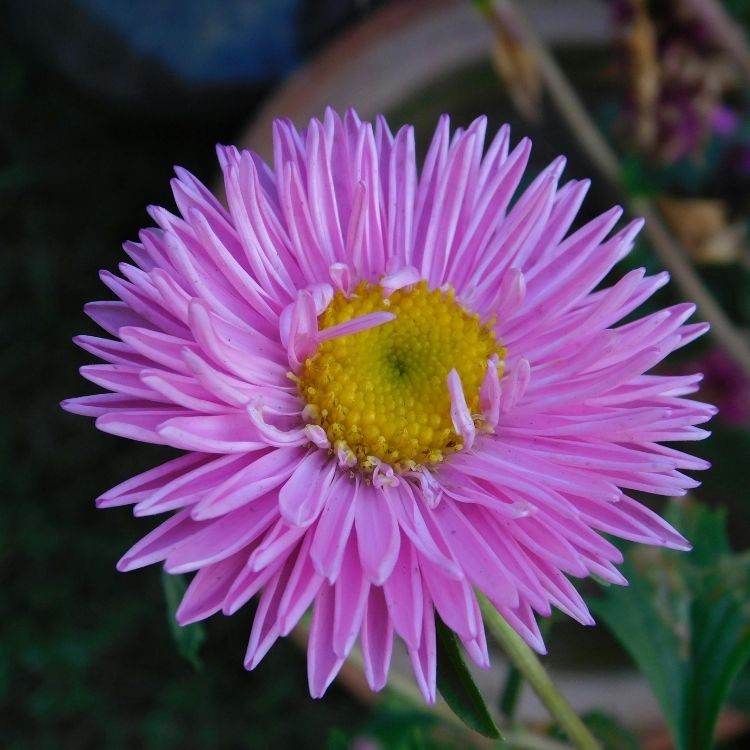 Aster flower shaped like a soft star bloom