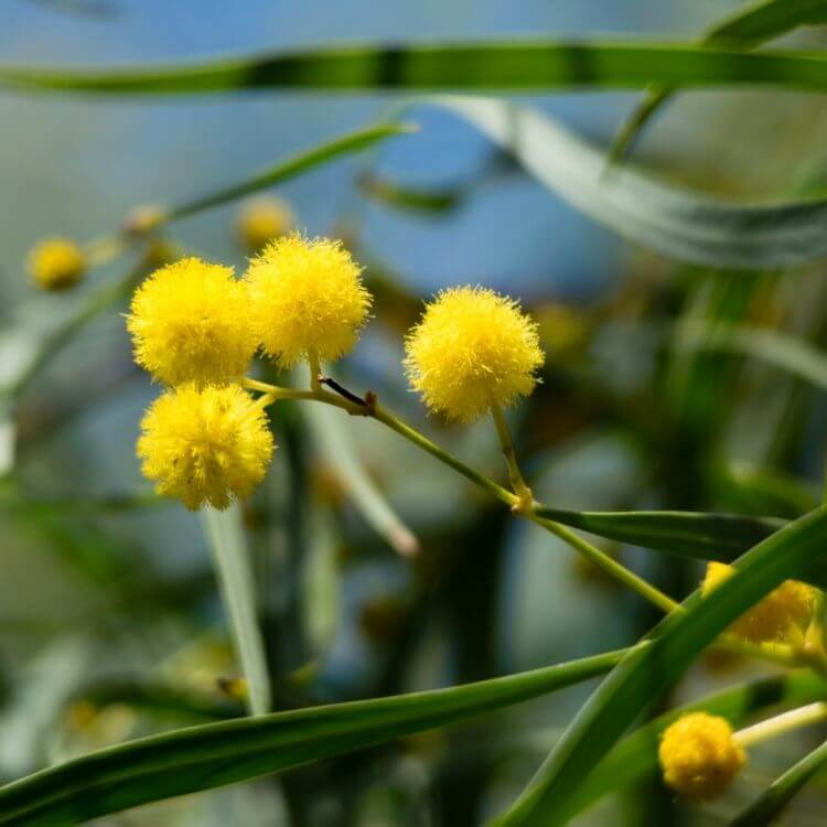 National Flower of Australia-Golden Wattle