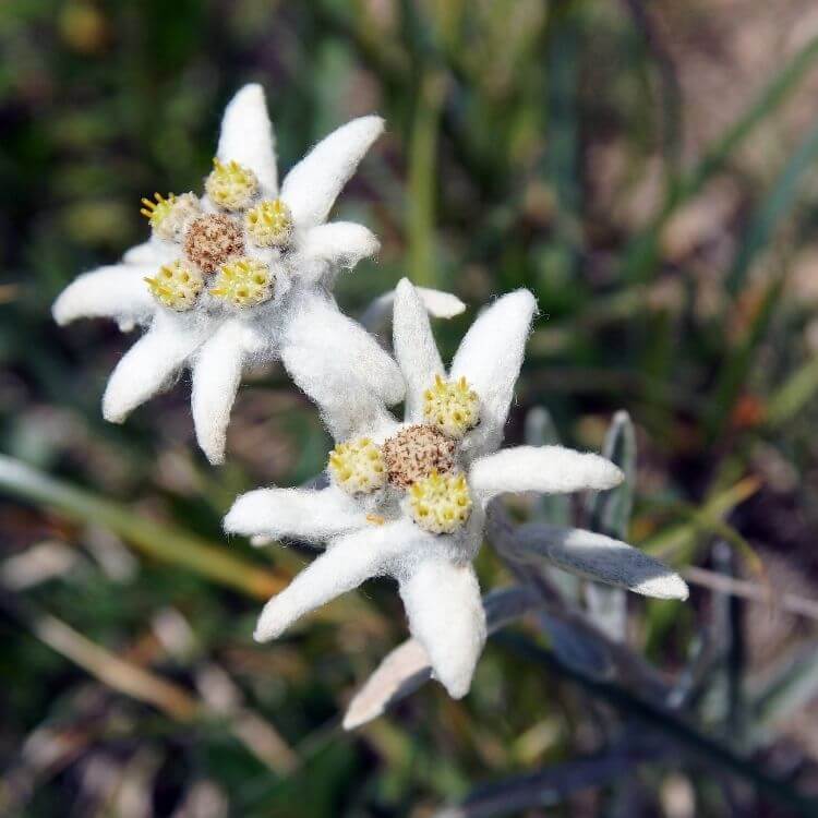 National Flower of Austria-Edelweiss