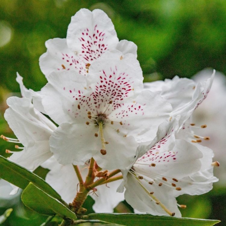 Azalea flowers blooming in soft funnel shapes