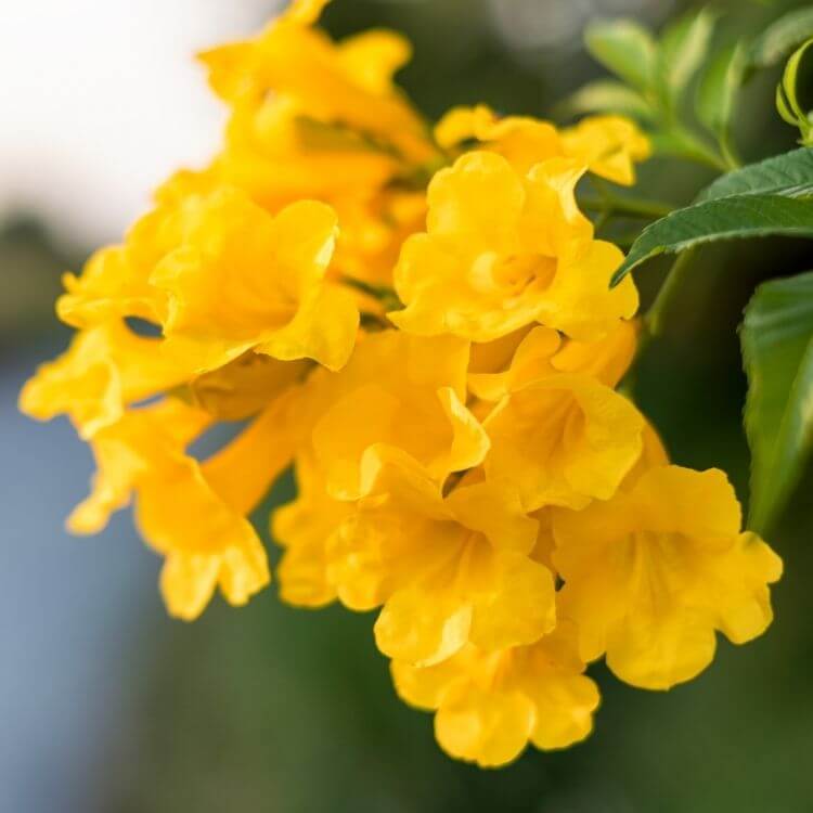 Bahamas' National Flower-Yellow-Elder