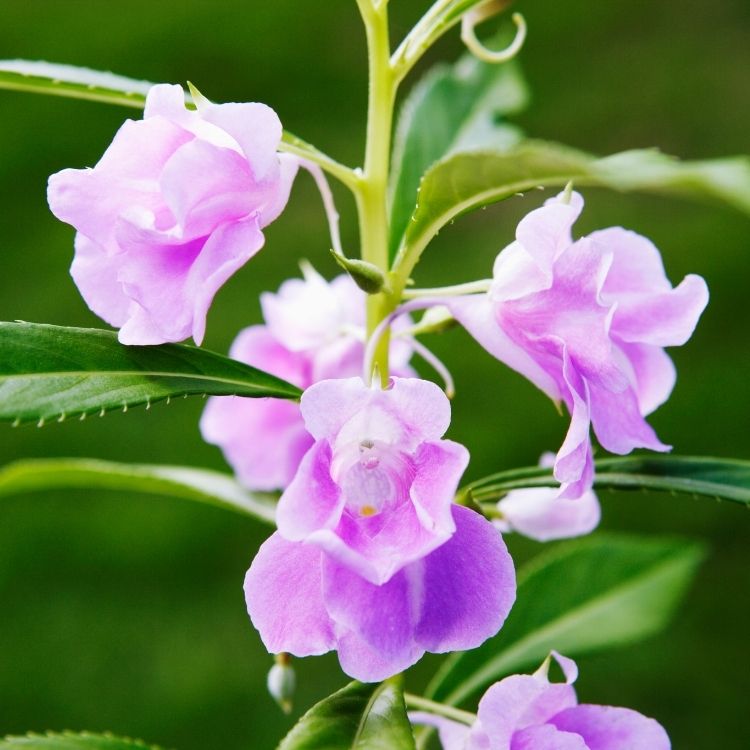 Balsam plant with bursting seed pods and flowers