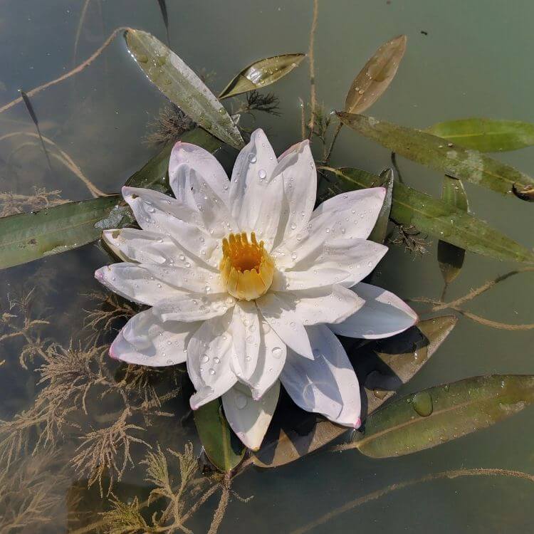 Bangladesh's National Flower-Water-Lily
