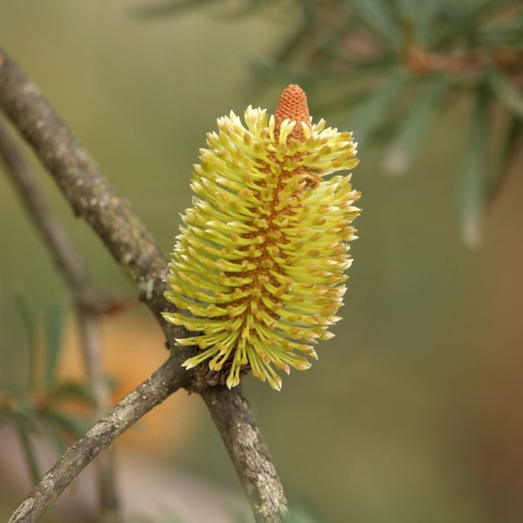 Cone shaped banksia flower on a branch