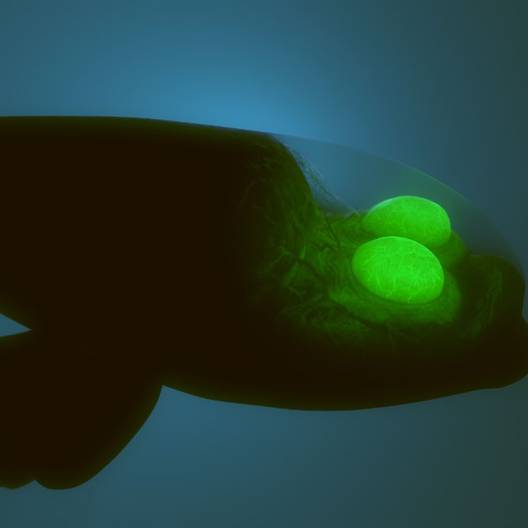 Transparent headed fish with upward facing rotating eyes