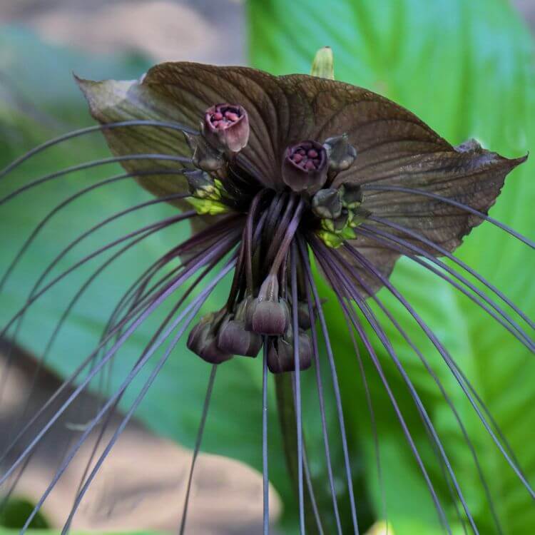 Bat Flower with dark petals and hanging filaments resembling bat wings