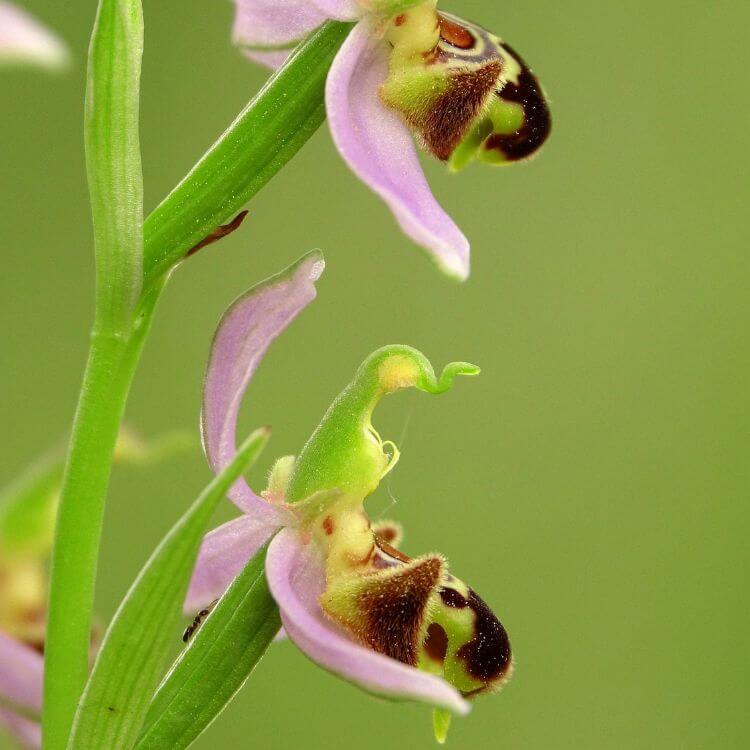 Bee Orchid with petals that mimic the appearance of a female bee