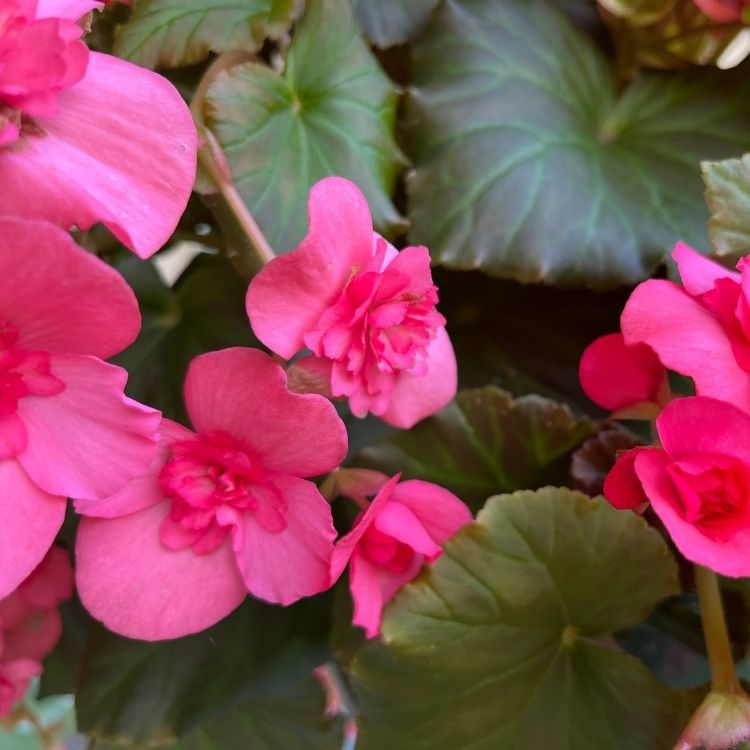 Begonia plant with waxy leaves and small flowers
