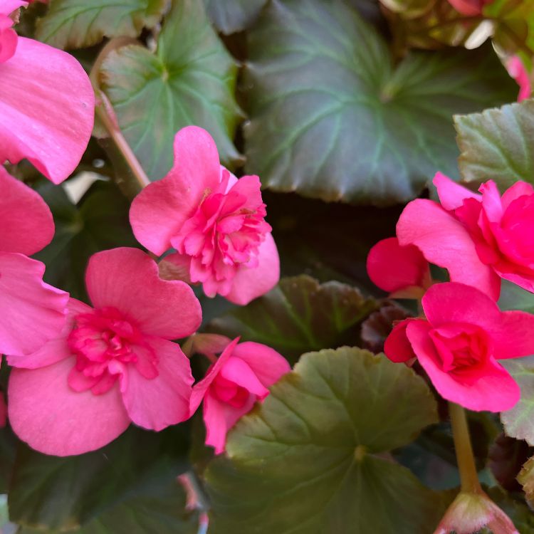 Begonia flowers cluster 