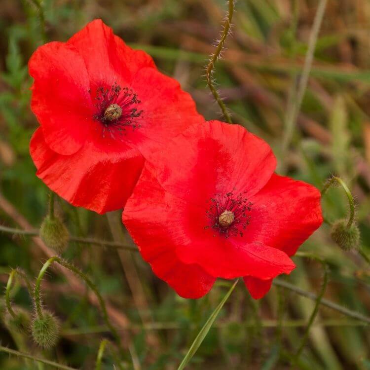 national Flower of Belgium-Red Poppy