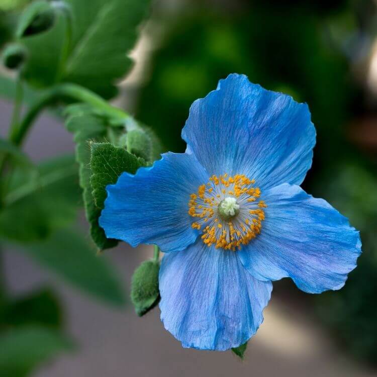 National Flower of Bhutan-Blue Poppy