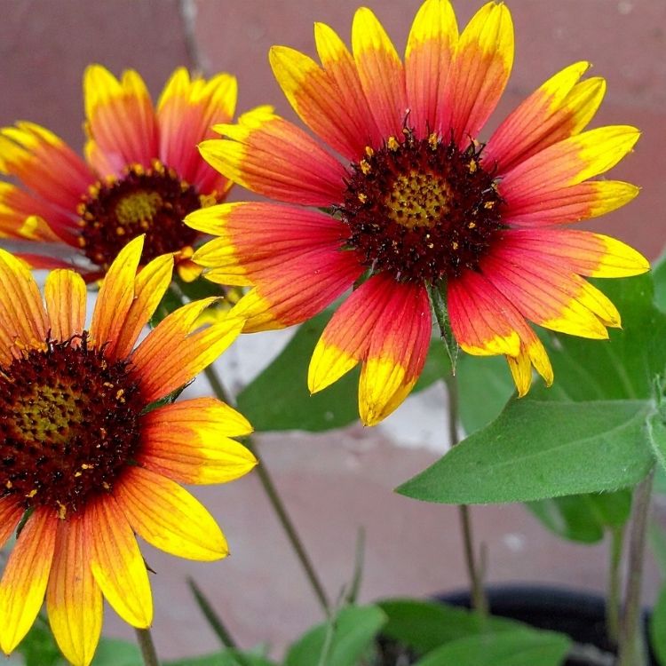 Blanket flower with warm red and yellow tones