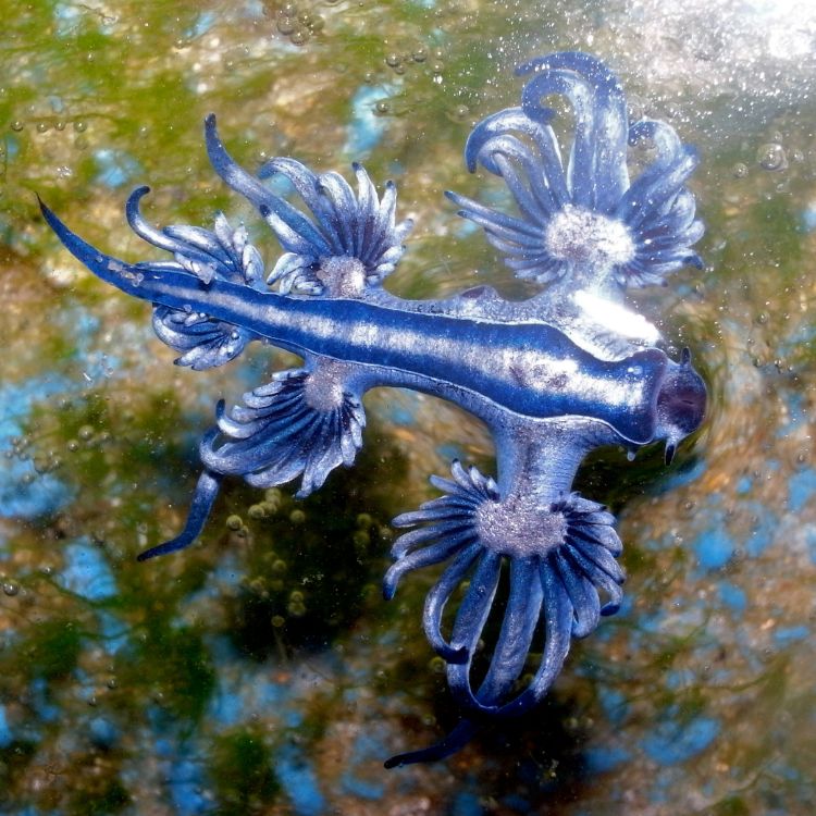 Floating blue sea slug