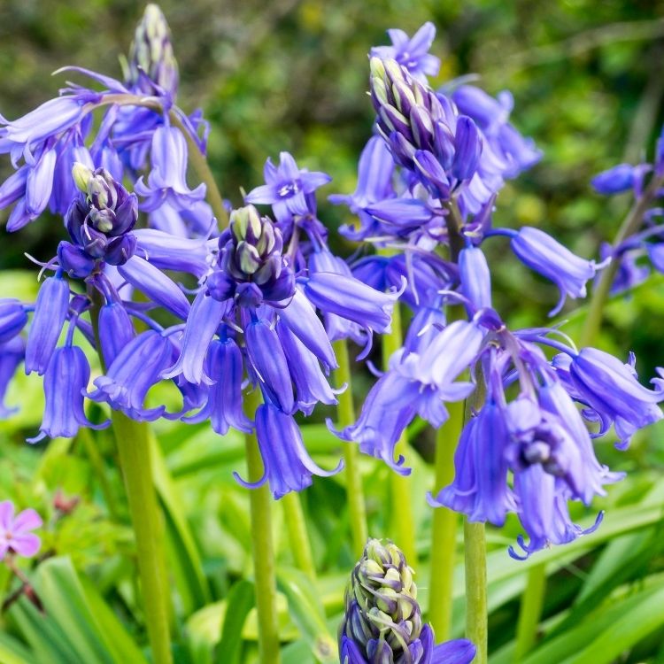 Bluebell flowers hanging like small blue bells