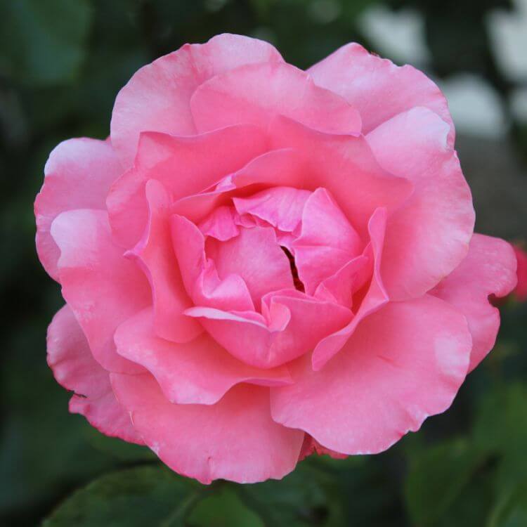 Pink rose bud with delicate petals-Full close-up