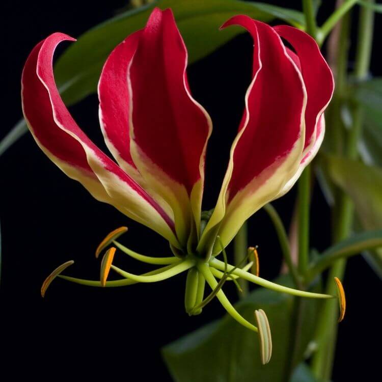 Botswana's national flower-Sengaparile