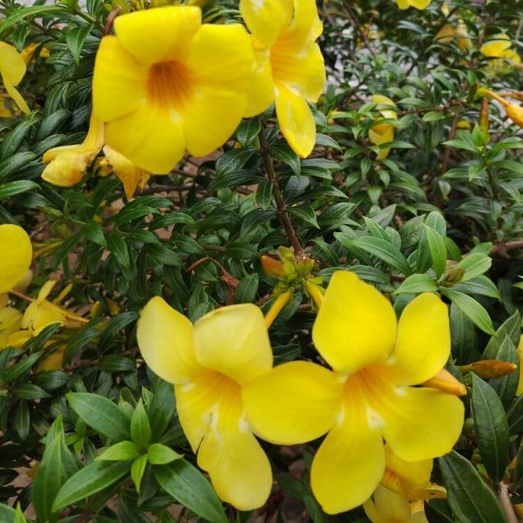 National Flower of Brazil-Ipe-amarelo