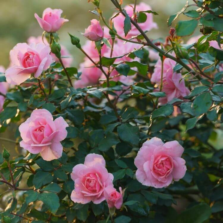 National Flower of Bulgaria-Rose