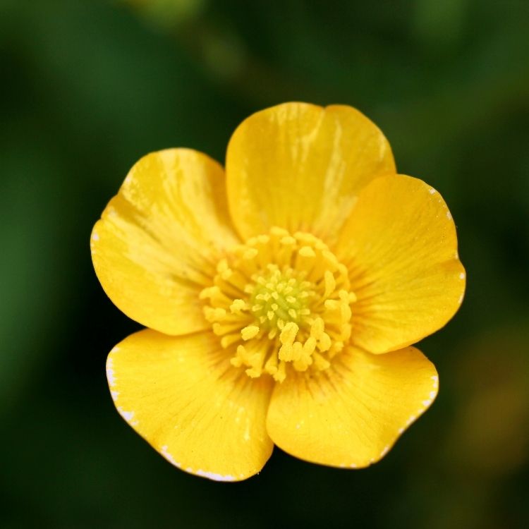 Buttercup flower with glossy bright yellow petals