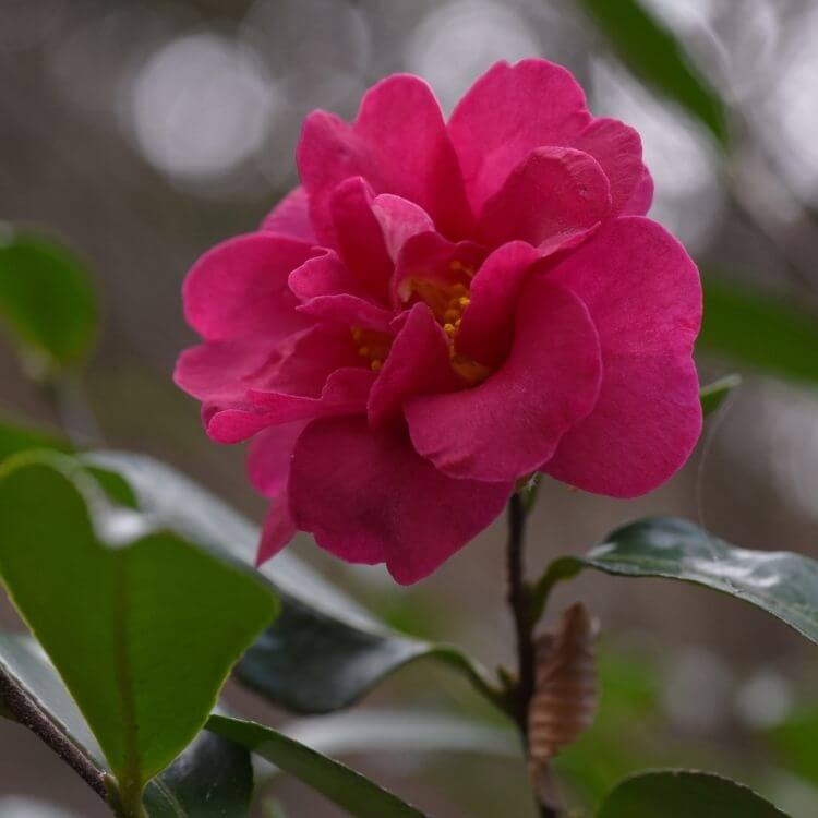 Red camellia flower-A to Z Flowers