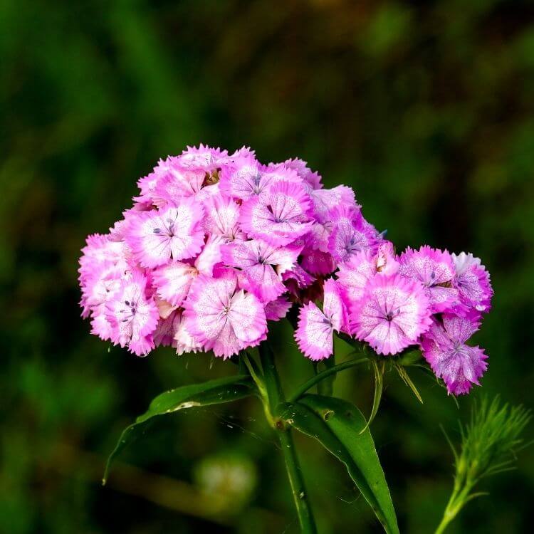 Pink ruffled carnation flower close up