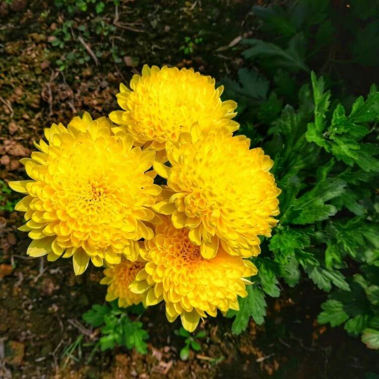 Yellow chrysanthemum fall garden bloom