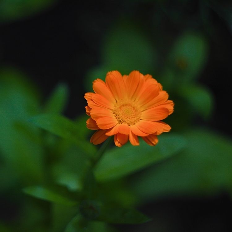 Calendula flower glowing 