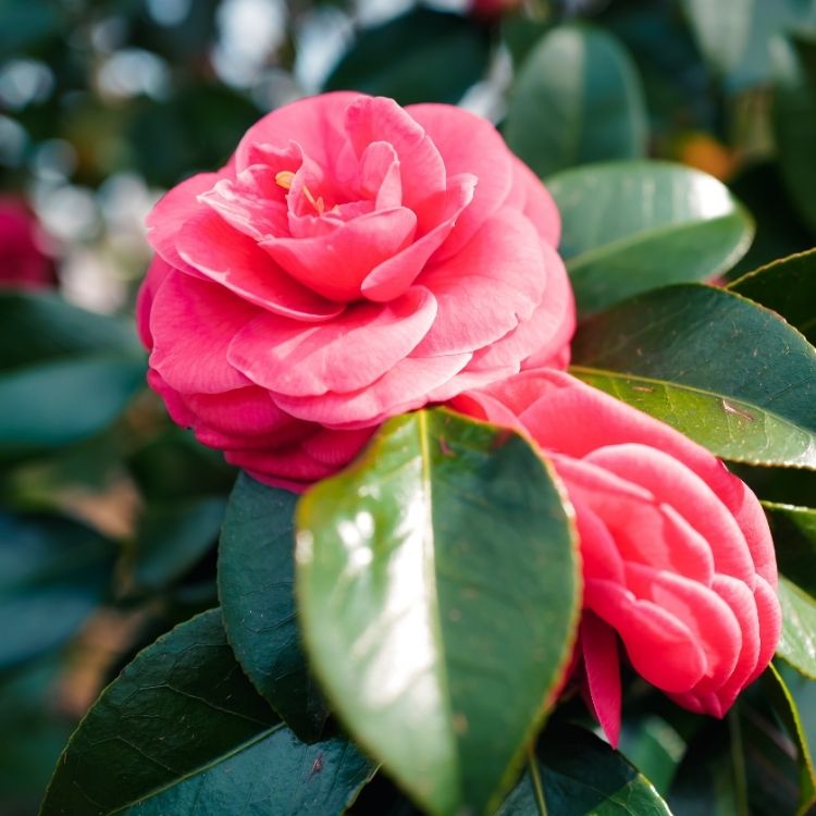 Camellia flower with smooth layered rose like petals