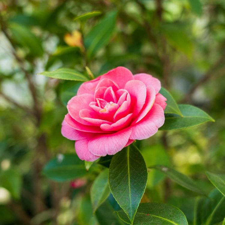 Soft pink camellia flower with glossy leaves