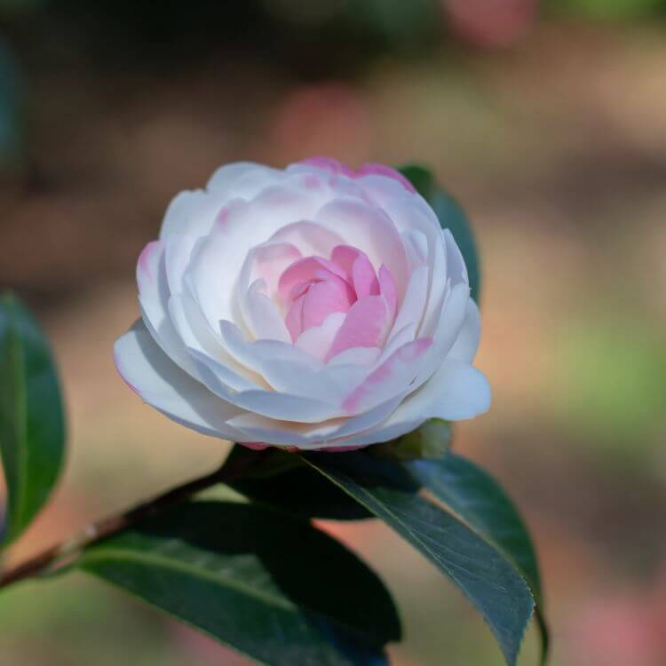 Glossy-leaved camellia bush with structured pink and white flower