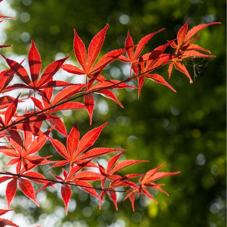 National Flower of Canada-Maple Leaf