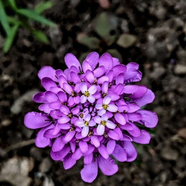 Candytuft flowers forming neat white clusters